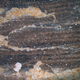 Image for article titled 36 million-year-old penguin was five feet tall and had reddish-brown feathers